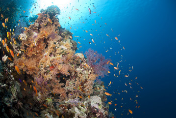 Fototapeta na wymiar Vibrant and colourful underwater tropical coral reef scene.