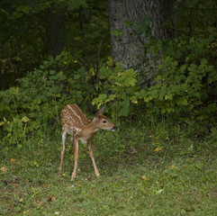 Small fawn in a big forest