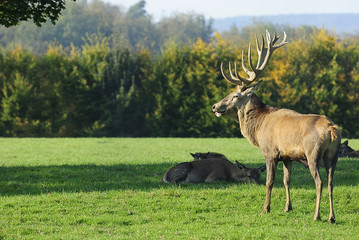 Naklejka na ściany i meble hirsch 7