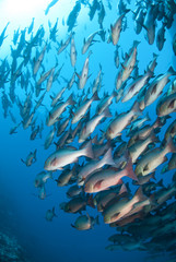 School of tropical Twinspot snapper, blue background.