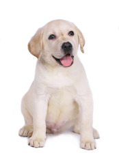 Labrador puppy  on a white background.
