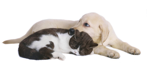 Kitten and a pup together.