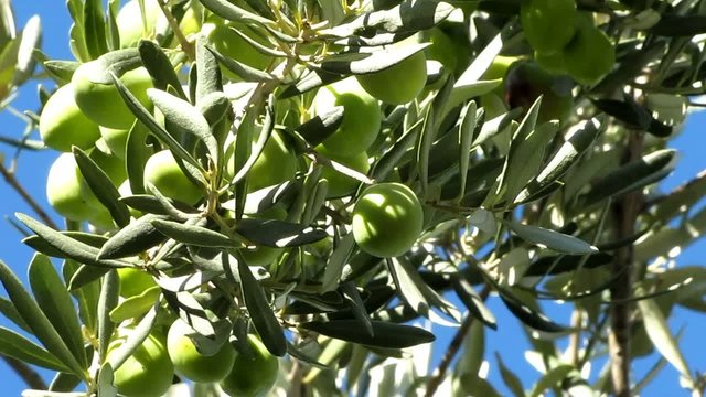 Dans un rameau d'olivier