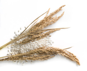 rice grains and stalks