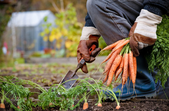 Gloved Hands Picking Fresh Carrots