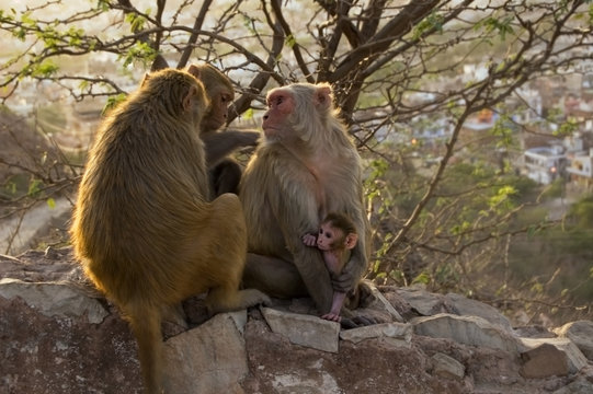 Monkey family