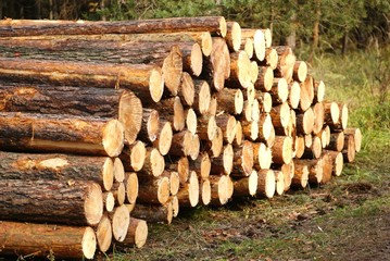 Feuerholz / Baumst&auml;mme