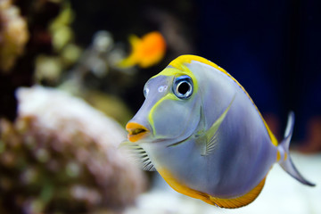 The beautiful fish floats in an aquarium