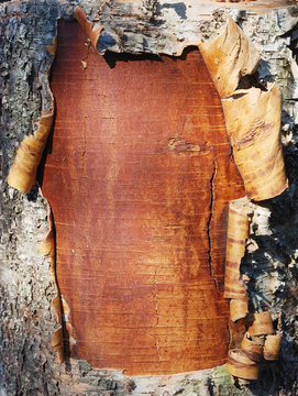 bark of a birch tree
