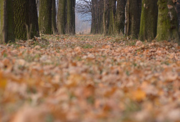 Fototapeta premium autumn park with blerred zone