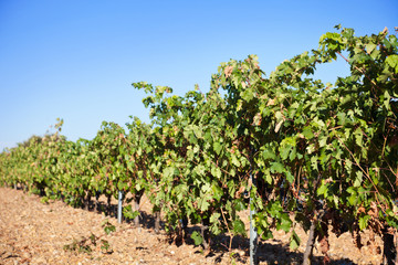 Fototapeta na wymiar Ribera del Duero vineyard
