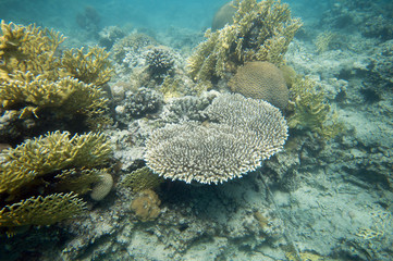 Coral Reef