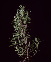 Romarin