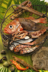 assortiment de poissons et crutsacés