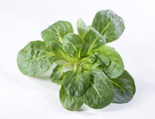salade mâche