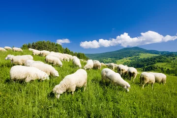 Selbstklebende Fototapeten sheep herd, Mala Fatra, Slovakia © Richard Semik