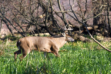 White-tailed Deer Buck
