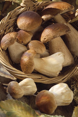 panier de cèpes