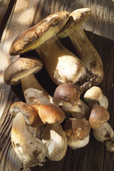 cueillette de cèpes