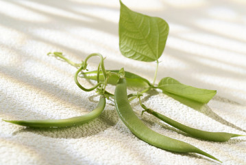 Obraz premium haricot verts sur branche
