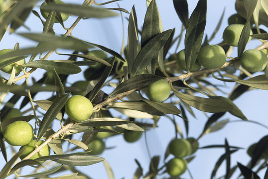branches d'olivier chargées d'olives