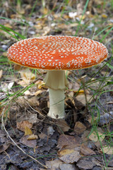 Amanita mushroom.
