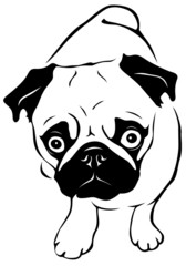 Pug