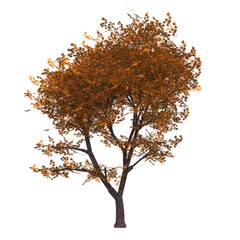 Der Baum im Herbst - freigestellt 01
