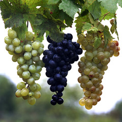 Raisins en milieu naturel