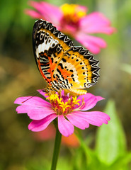 butterfly on flower