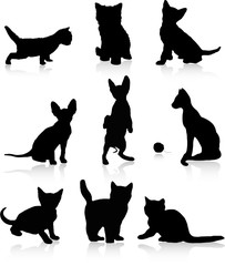 Kittens and cats vector illustration isolated over white