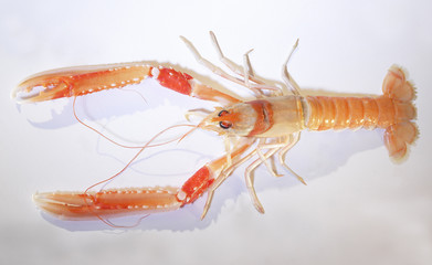 Langoustine