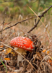 fly agaric