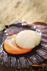 Noix de saint-jacques