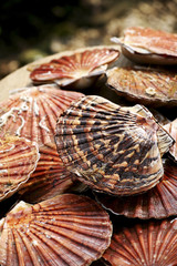 Coquilles Saint-Jacques