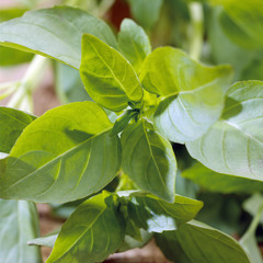 Basilic
