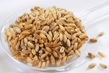 Grains de blé