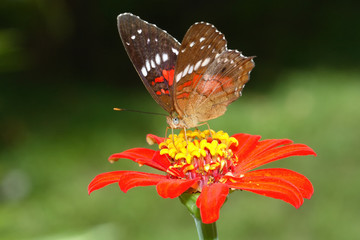 Anartia amathea