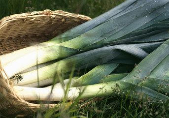 Panier de poireaux 