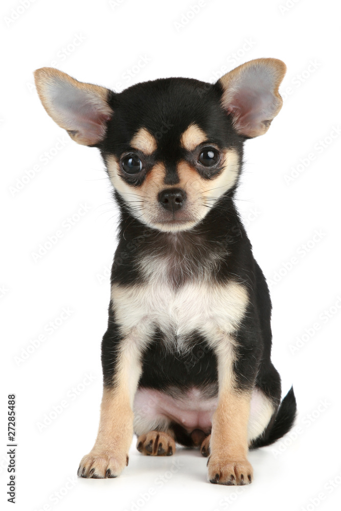 Canvas Prints funny puppy chihuahua