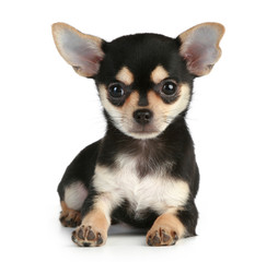 Funny puppy chihuahua lying on white background
