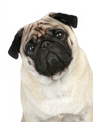 Funny pug puppy sitting on a white background