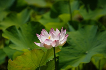Une fleur de Lotus