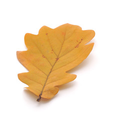 Dry Oak Leaf