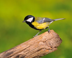 Parus Major