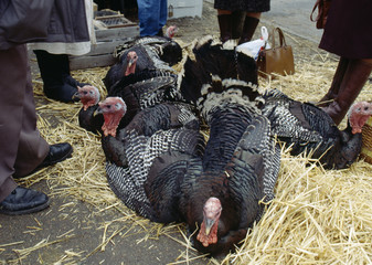 Marché aux dindes de Marcigny