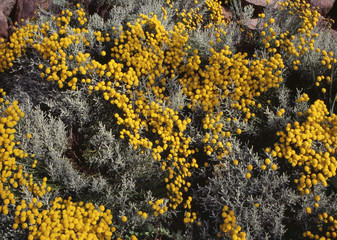 Mimosa