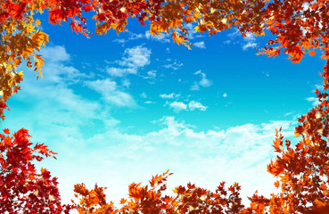 autumn yellow leaves in sun rays and blue sky .