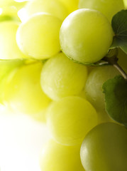 Raisin blanc