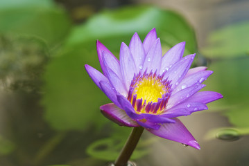 Lotus